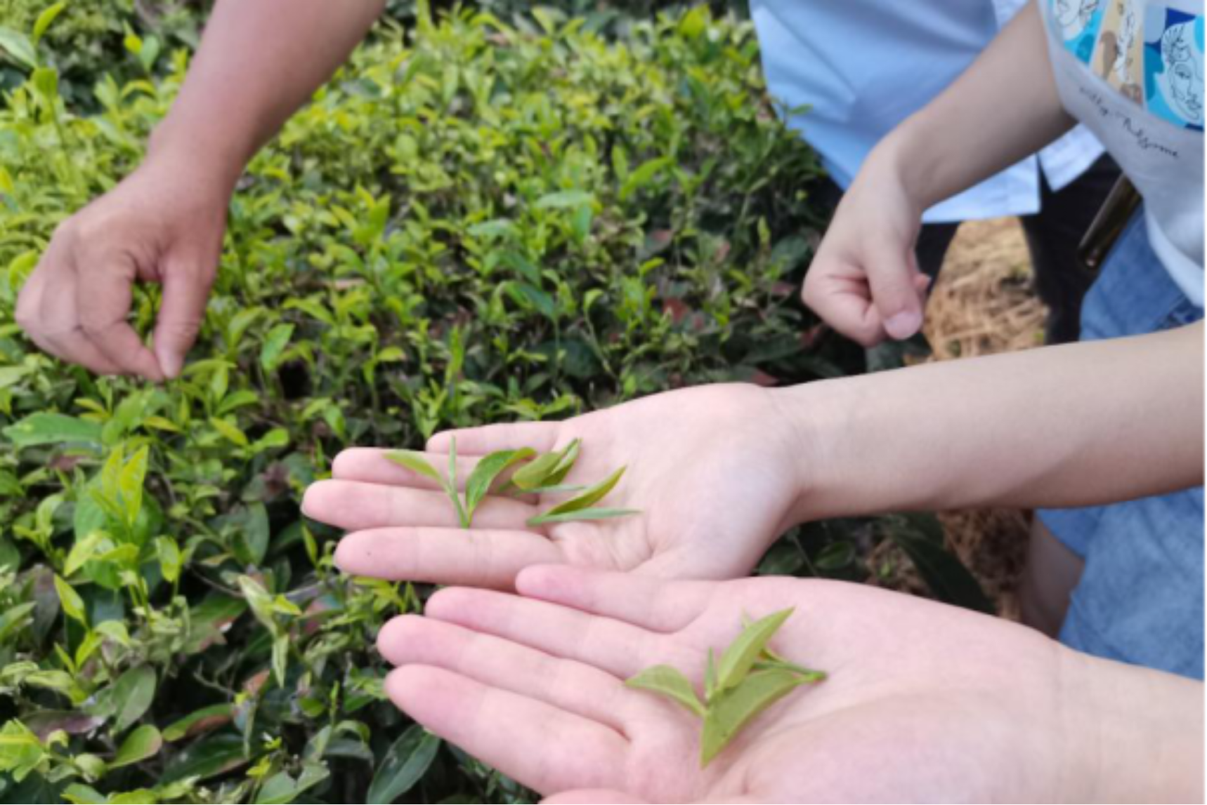 太阳成集团tyc33455