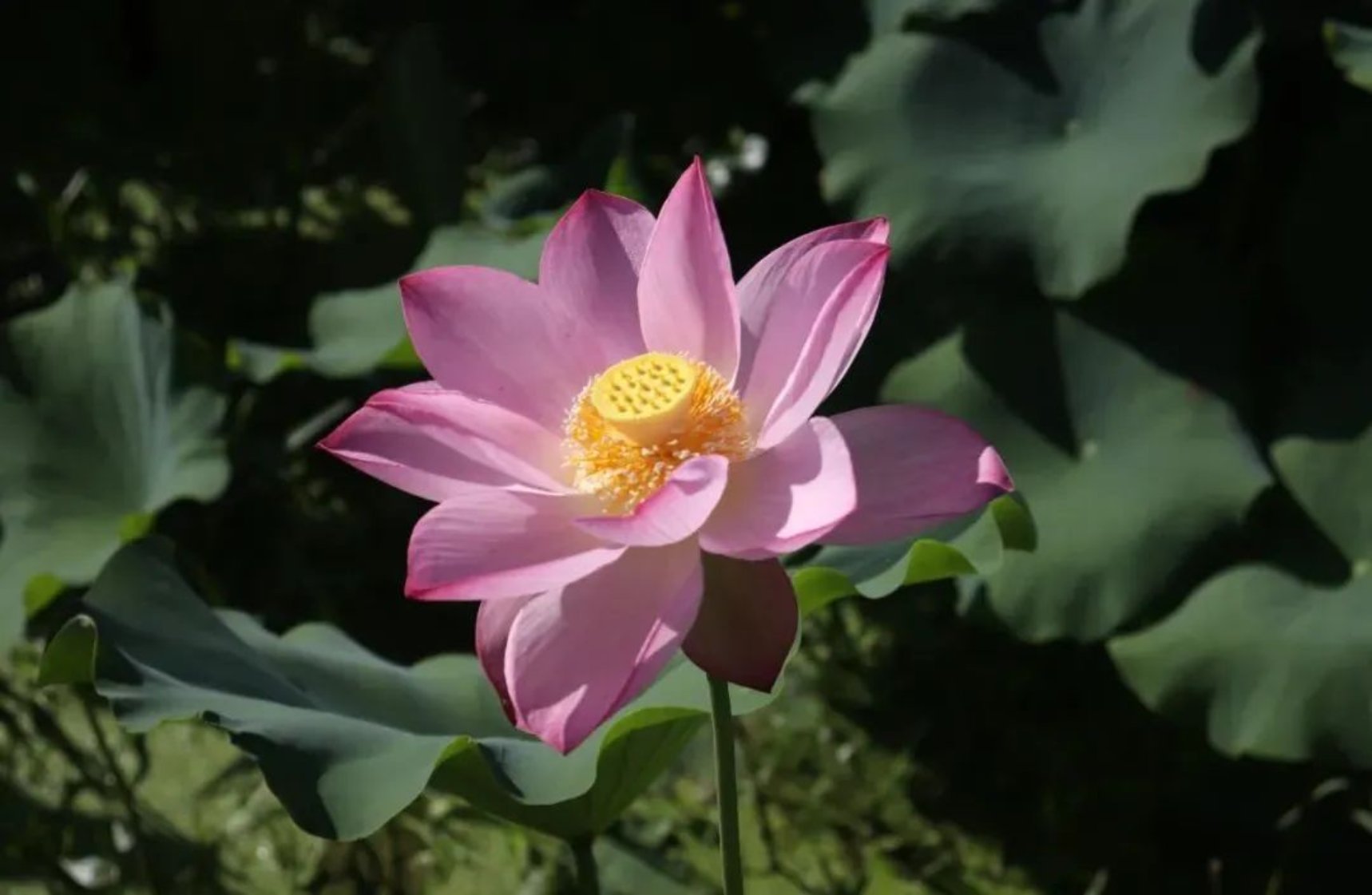 太阳成集团tyc33455